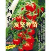 紅色小番茄-夕陽紅種子招商（蔬菜之鄉(xiāng)-壽光）