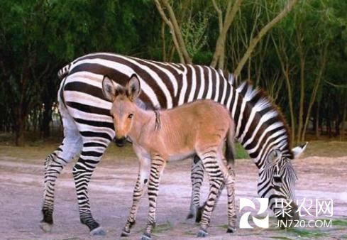 墨西哥動(dòng)物園斑馬與驢交配產(chǎn)下罕見“斑驢寶寶”