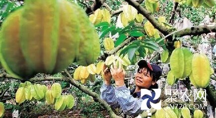 ?？冢汉Ｄ铣芜~楊桃豐收 果農(nóng)苦尋銷路