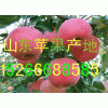 供應(yīng)蘋果１５２６６６８８５８５