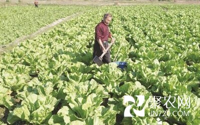 廣東揭陽龍?zhí)舵?zhèn)陂尾樓村因地制宜發(fā)展芥菜種植業(yè)