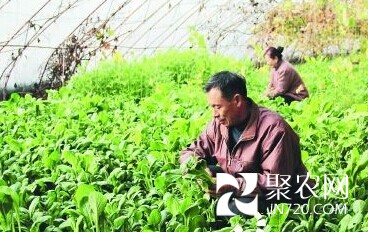 黑龍江牡丹江市現(xiàn)已建成15萬畝出口蔬菜生產基地