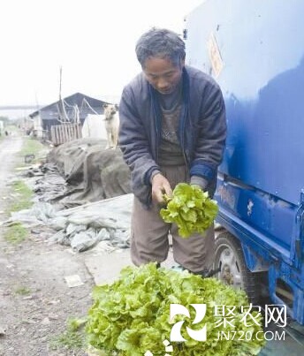 寧波蔬菜基地草子賣得最好 芹菜、生菜也熱銷