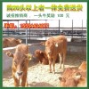 出售肉牛黃牛廣西肉牛西門塔爾牛廣西育肥牛犢