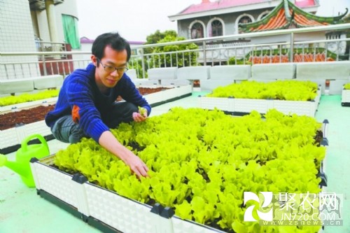 80后小伙在家“添綠”圓了田園夢