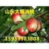 15953983808山東大棚油桃價格/供應(yīng)山東大棚油桃