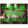 15092861333供應三元仔豬價格