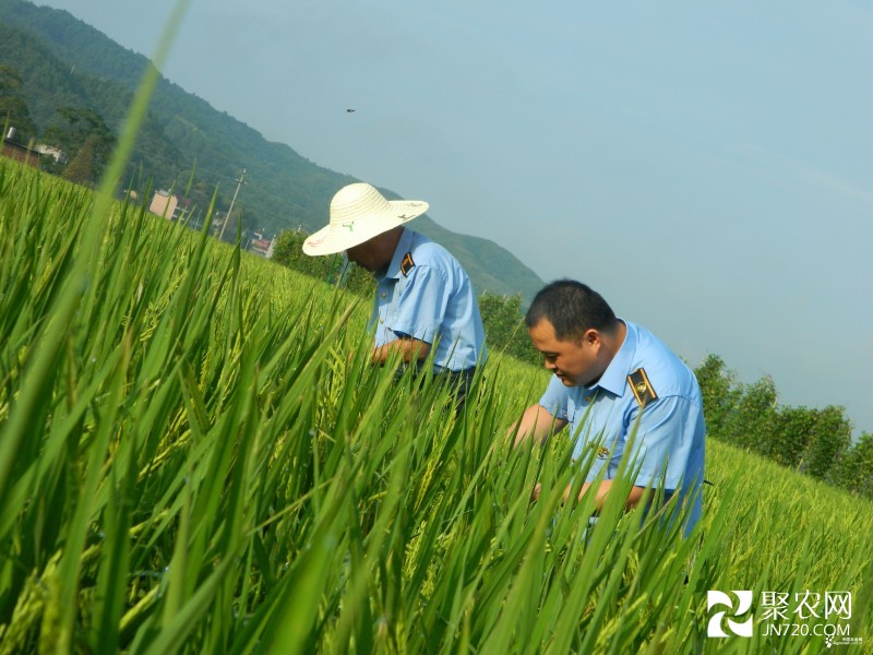 貴州發(fā)展雜交水稻制種產(chǎn)業(yè)