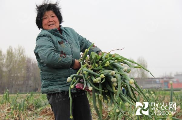 山東滕州大蔥滯銷 蔥農(nóng)無(wú)奈白送