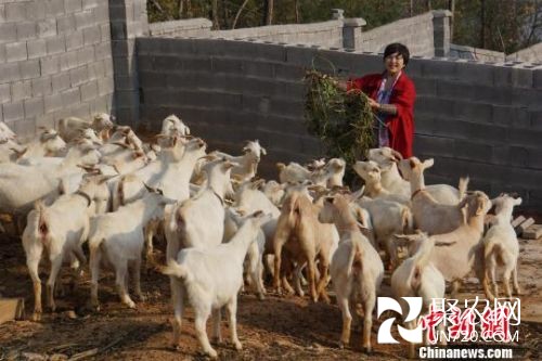 三峽“羊門女將”科學(xué)養(yǎng)羊帶領(lǐng)鄉(xiāng)親致富