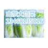 山東臨沂大白菜山東日照大白菜大量供應(yīng)