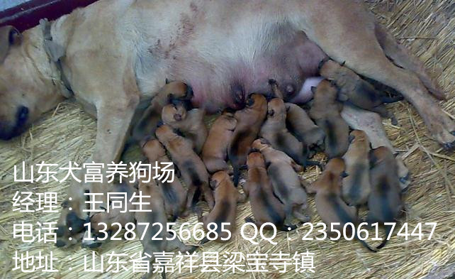 比特犬多少錢(qián)首選犬富犬舍