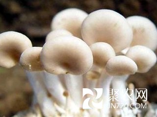 福建羅源縣秀珍菇助力農(nóng)戶走上致富路