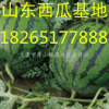 18265177888山東西瓜批發(fā)價格