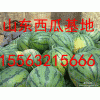 15563215666誠信代辦農(nóng)戶西瓜