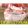 18265177888山東仔豬價(jià)格