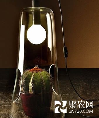 仙人掌類植物專用溫室臺(tái)燈