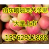 15762911888山東蘋(píng)果價(jià)格嘎啦蘋(píng)果行情資訊