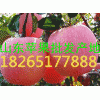 18265177888山東紅星蘋果價(jià)格