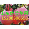 供應(yīng)福建紅星紅將軍紅露蘋果銷售價格走勢