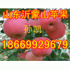 18669929679山東沂蒙山紅星紅將軍蘋果價(jià)格