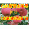 山東沂蒙山紅星紅將軍蘋果價(jià)格