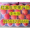 15563215666山東精品紅富士蘋果便宜了