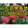 銷售山東紙袋紅富士蘋(píng)果 紅富士蘋(píng)果多錢(qián)一斤