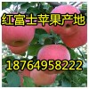 18764958222紅富士產(chǎn)地價(jià)格是多少/山東價(jià)格偏低