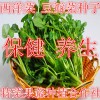 豆瓣菜種子