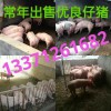 13371261682常年出售優(yōu)質(zhì)仔豬