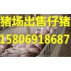 山東仔豬供應(yīng)15806918687仔豬批發(fā)價(jià)格