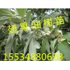 2016年春季供應(yīng)大量 1-3年翅果油樹 翅果油樹