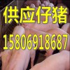 養(yǎng)豬場供應(yīng)仔豬15806918687