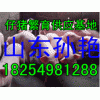 １３９５４９６６８２２山東仔豬價(jià)格行情/山東仔豬產(chǎn)地