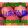 １３９５４９６６８２２紅富士*山東紙袋/膜袋/紙加膜蘋果產(chǎn)地