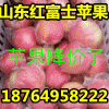 １８７６４９５８２２２庫存蘋果掉價(jià)/山東紅富士蘋果產(chǎn)地價(jià)格