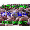 １３９５４９６６８２２山東仔豬價(jià)格行情