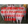 １３９５４９９６６１９苗豬仔豬供應(yīng)山東仔豬批發(fā)