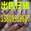 出售仔豬15806918687山東養(yǎng)豬場(chǎng)供應(yīng)仔豬價(jià)格