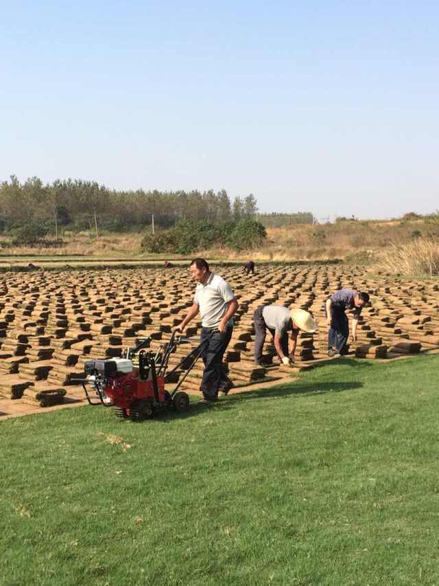 句容景葉草坪基地低價(jià)供應(yīng)優(yōu)質(zhì)草坪-果嶺草