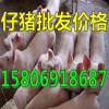 15806918687山東仔豬供應(yīng)價(jià)格