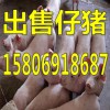 仔豬批發(fā)15806918687山東仔豬養(yǎng)殖價(jià)格行情