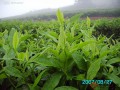 有機(jī)茶園的肥培管理