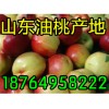 １８７６４９５８２２２掉價(jià)/山東大棚西瓜/甜瓜/油桃產(chǎn)地價(jià)格