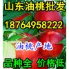 １８７６４９５８２２２西瓜/山東蘋果/甜瓜/油桃產(chǎn)地價(jià)格