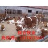 肉牛犢價格肉牛犢多少錢一頭