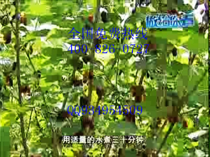 無籽大十大10果桑苗批發(fā)基地