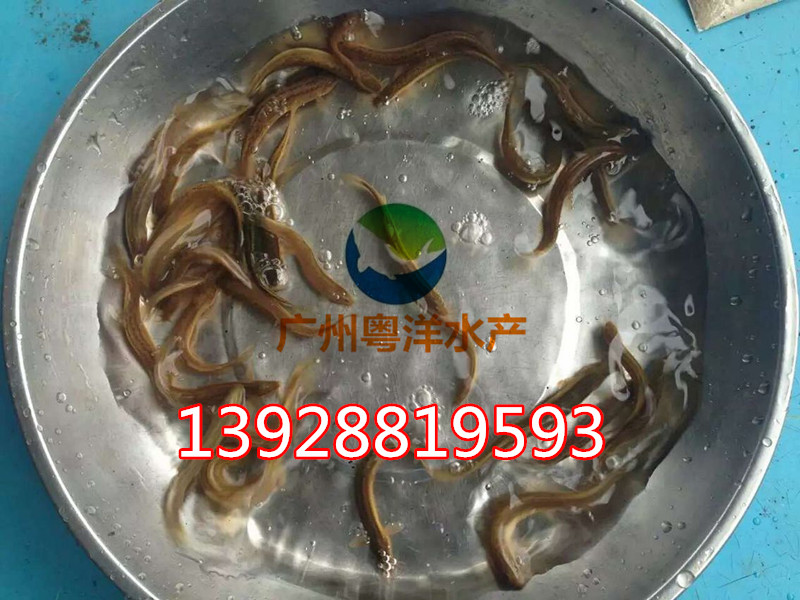 泥鰍魚苗 臺灣純種泥鰍魚苗 泥鰍魚養(yǎng)殖技術(shù)提供