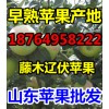 早熟蘋果怎么批發(fā) 今年蘋果價(jià)格 山東早熟蘋果產(chǎn)地